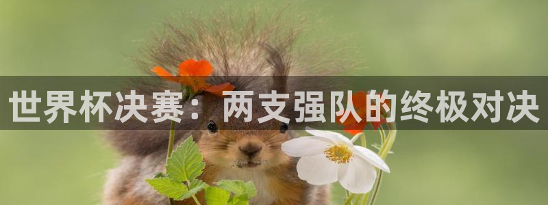 世界杯预选赛排名：世界杯决赛：两支强队的终极对决