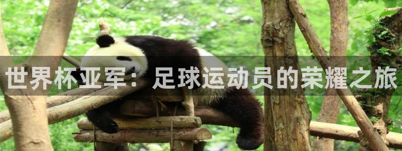 世界杯预选赛赛程表：世界杯亚军：足球运动员的荣耀之旅